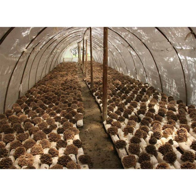 Why Is Organic Maitake Mushroom Extract Known as a Powerful Immune Booster?