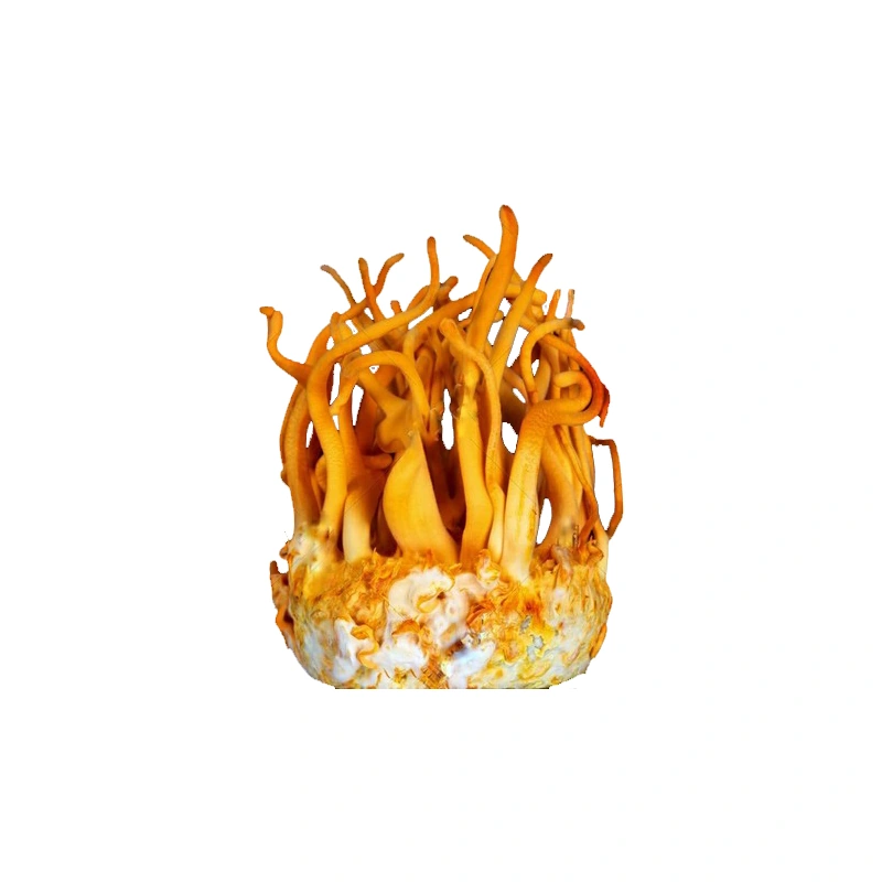Premium Cordyceps Militaris Extract - 100% Fruiting Body