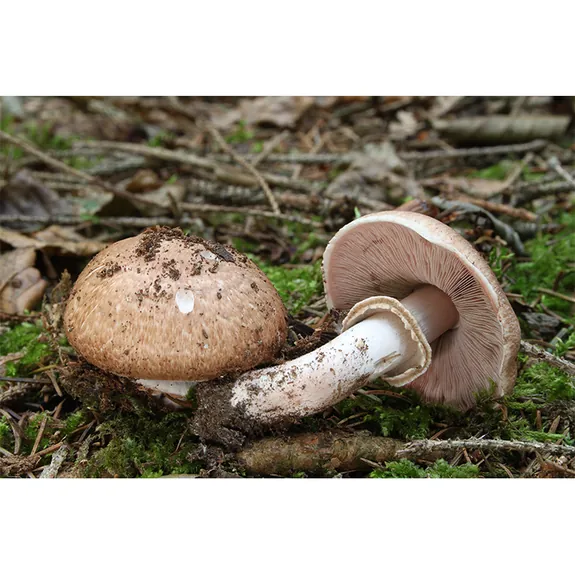 Certified Organic Agaricus Blazei Mushroom Powder