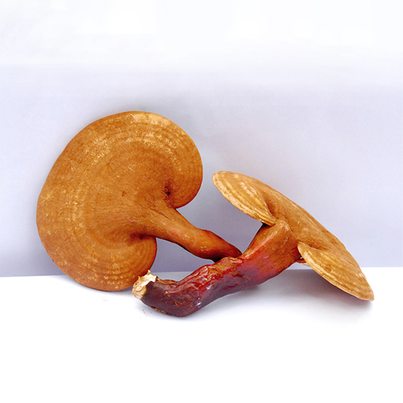 Reishi Mushroom Powder: Pure, Authentic, and Rich in Health Benefits