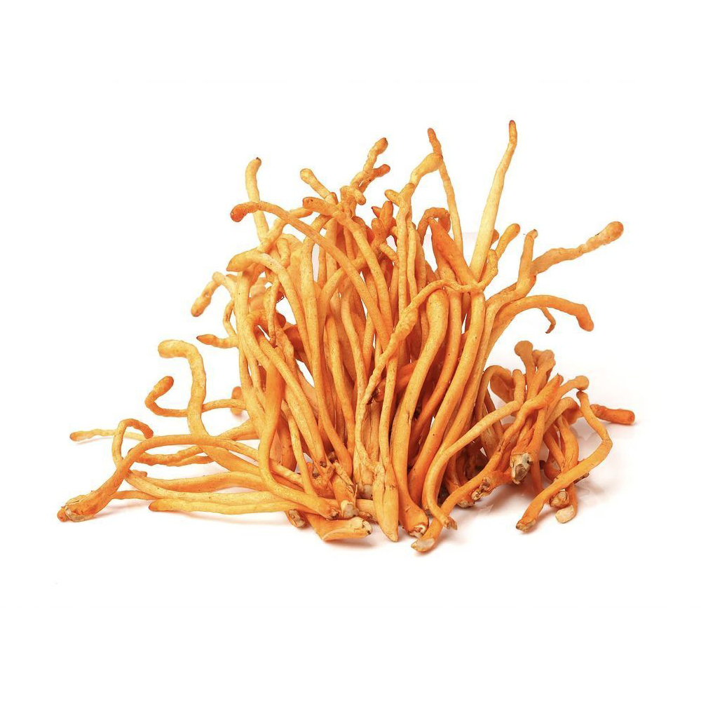 Organic Cordyceps Extract: Boost Energy & Immune Support