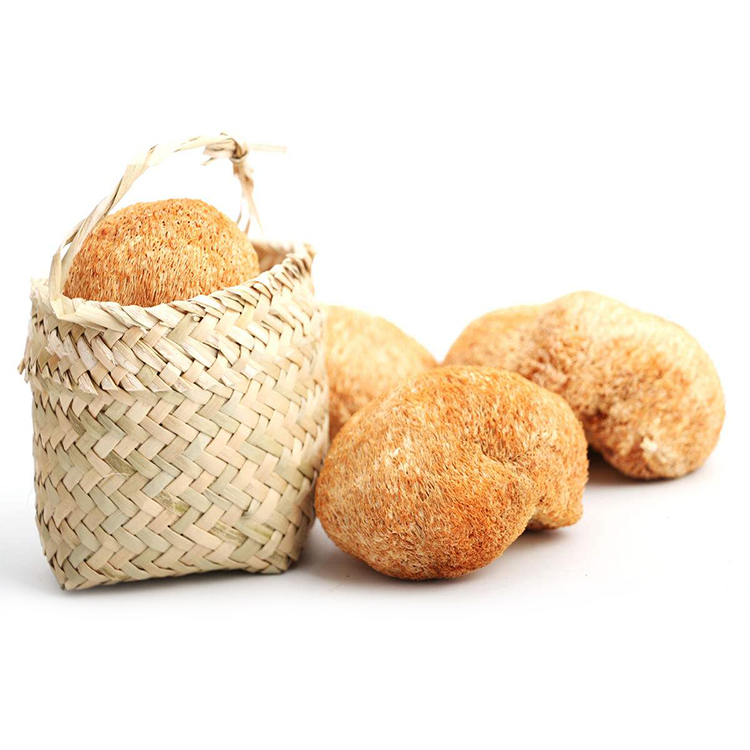 Hericium Mushroom Extract – Boost Cognitive Function & Immune Health